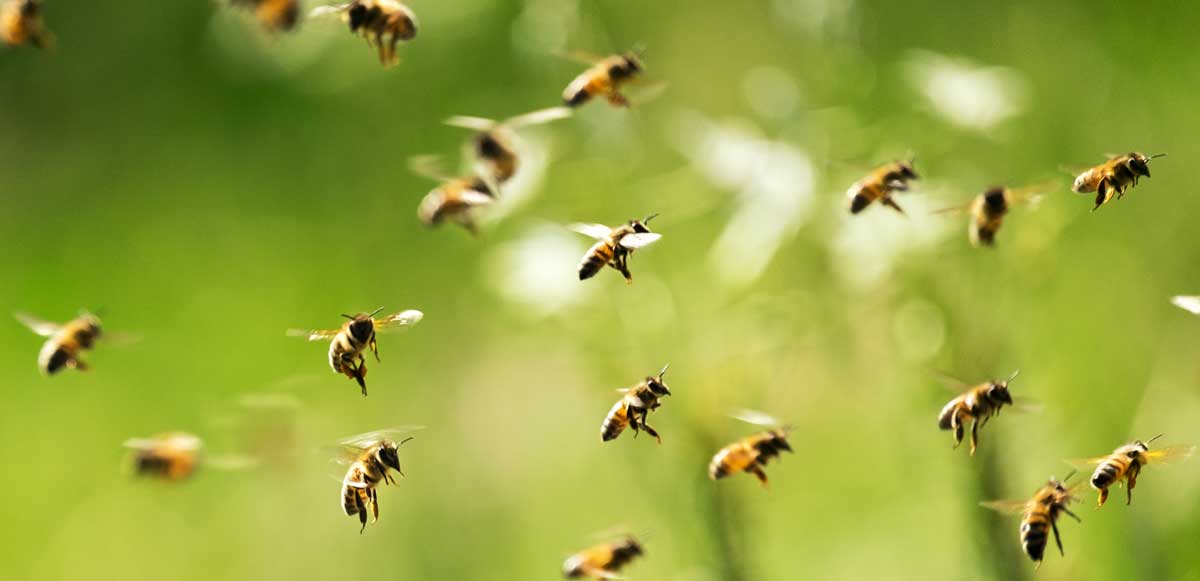ganz viele honigbienen im flug auf grüner wiese